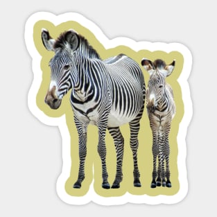 Zebra - Mama with offspring in Kenya / Africa Sticker